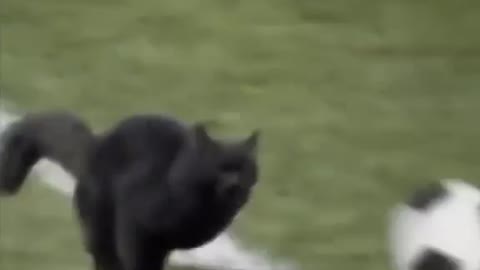 Cat of the match. Funny cat video try not laugh