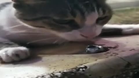 A cat drinks water.cute kitten