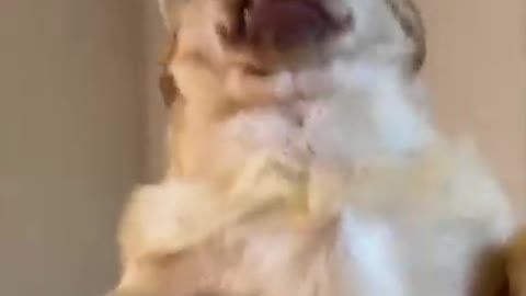 Super Funny Dog Video