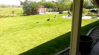 Harvey The Duck Playing With His Doggo Friend