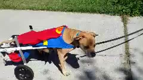 Paralyzed dog in wheelchair dresses as Superman for Halloween
