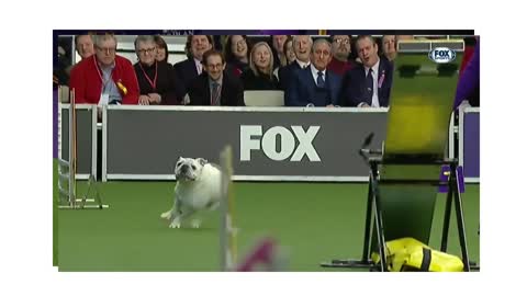 watch the Bulldog crush the 2019 WKC Masters Agility course