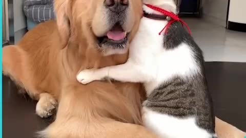 Friendly relationship between animals
