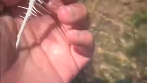 Top viral fish fishing Amazing fish video ,fishing video TIK TOK