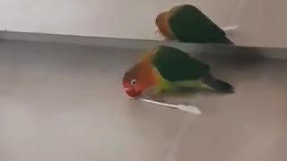 Bird attacking a q-tip