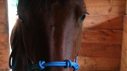 Goofy Horse Wears Gloves On Her Ears For Funny Image