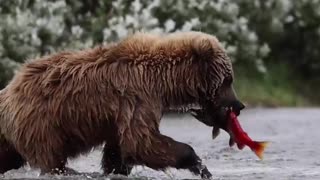 Wild Encounter: Bear's Incredible Fishing Skills Caught on Camera!