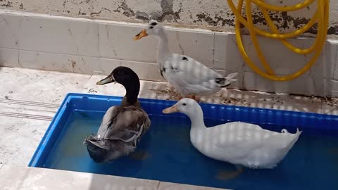 Ducks chilling in their small pool!