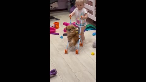 Sweet little girl puts doggy in her baby strolle