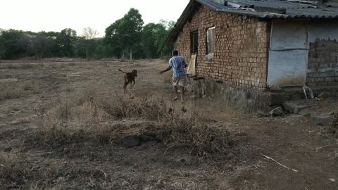 Cow's little baby scared