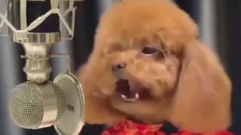 He_Is_a_Famous_Singer_and_A_Very_Cute_Puppy_😍😍🥰🥰_#SHORTS(720p)