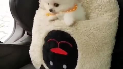 Cute BABY Pomeranian DOG sitting in CAR