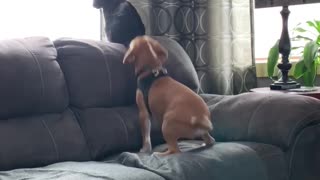 Beagle Pup Birdwatches With His Best Friend