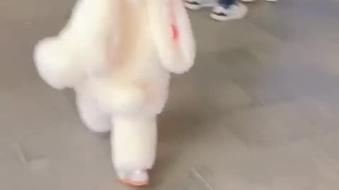 Cute bunny