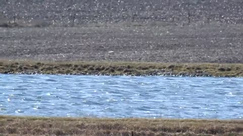 Viral Bald Eagle trying to kill a Snow Goose but gets a fight.