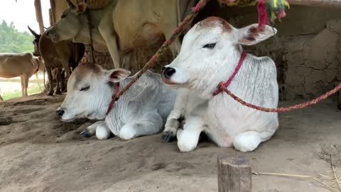 Dayalu Baba sitting with his cows at his ashram in Mayurbhanj district of Odisha.