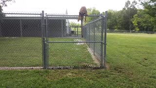 Athletic dog scales large fence with ease