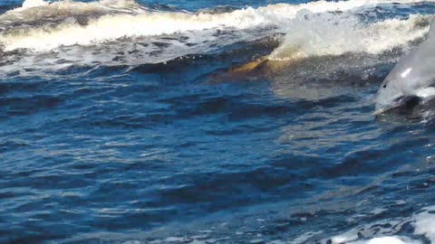 Dolphins @ Gulf Beach/ Orange Beach Alabama