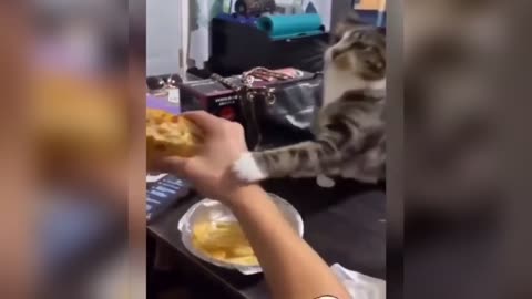 Cat stealing food from the owner / CAT