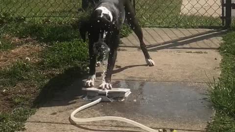 Dog Drinking Fountain