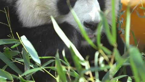 Panda in sunglasses