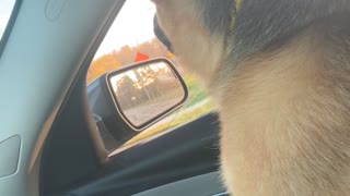 Doggy Sings Along With Firetruck Siren