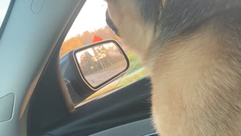 Doggy Sings Along With Firetruck Siren
