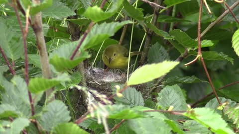 How Yellow warbler bird feeding chicks