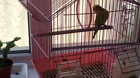 Parrot singne