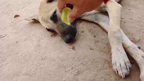 Lemon Funny Dog So Amazing