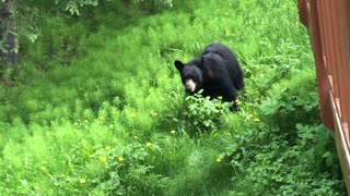 Playful Bear Practices Charging on Grass