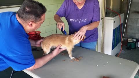 At home Quarantine - How to Groom Dogs