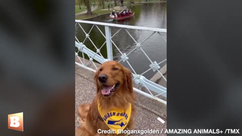 Deceased Boston Marathon Dog "Spencer" Honored in Golden Retriever Get Together