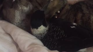 Cat Grooms Kangaroo while Magpie Grooms Cat