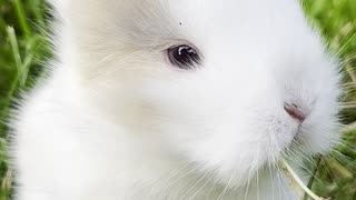 Very cute baby bunny🤩