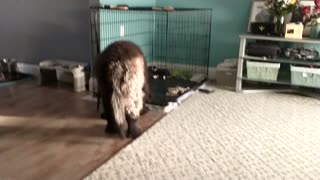 Newfie play time