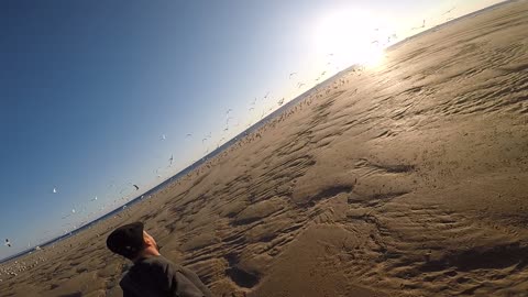 Guy runs right threw large flock of seagulls