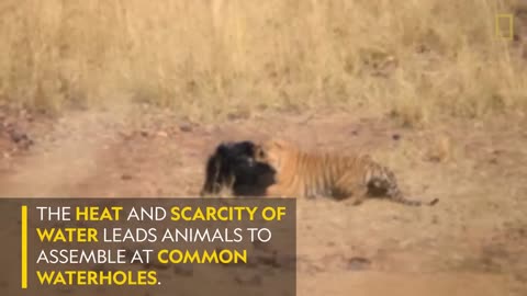 Mother Bear Fights Tiger to Save Her Cub in Dramatic Video