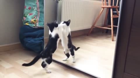 Funny cat and mirror 😂 Video