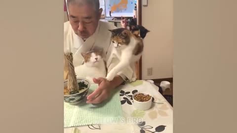 OMG So Cute 👉 Best Funny Cat Videos 2021