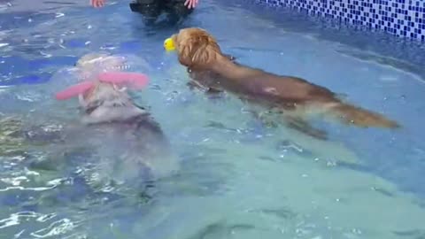 The dog dog swimming