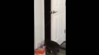 Cat Opens Door