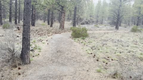 Whychus Creek Overlook Trailhead – Deschutes National Forest – Central Oregon – 4K