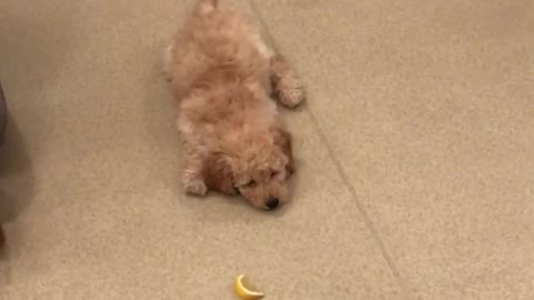 Brown dog plays with lemon peel on tile floor