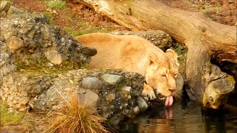 king lion drinking water