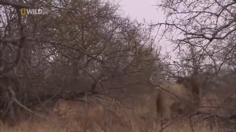 National Geographic Safari Adventures Africa Lions Wildlife Documentary 2021 HD