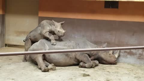 Baby rhino is trying to wake his mother up from her nap.