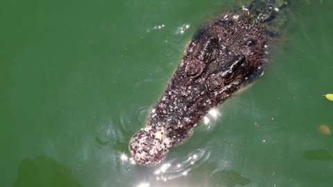 Crocodiles swim in green water