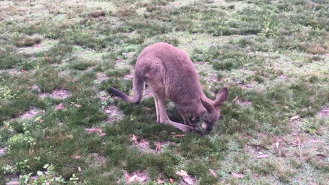 The cute kangaroo is grazing in the field