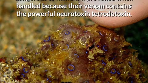 POISONOUS! DO NOT TOUCH IF YOU SEE THIS! | Blue-Ringed Octopus